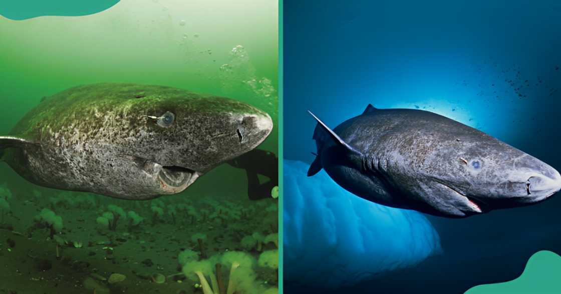 The Greenland shark swimming. The Greenland shark swimming.