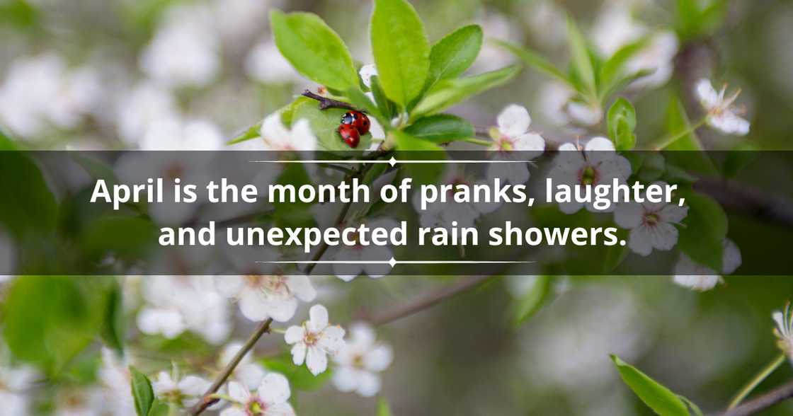 Funny April quotes