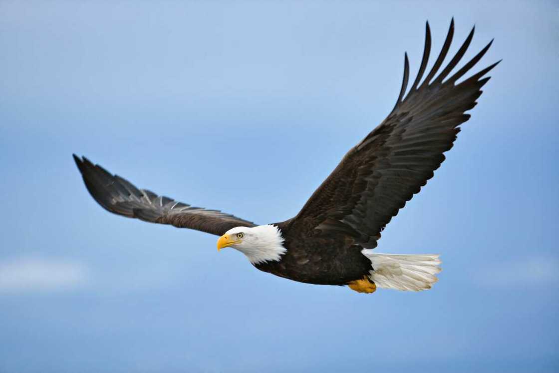 American bald eagle in flight American bald eagle in flight