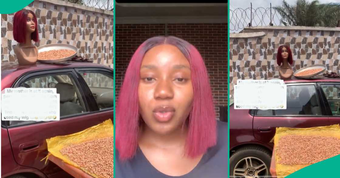 Lady goes viral on TikTok as she recounts how mum used her bone straight wig as a scarecrow to stop birds from eating groundnut. Lady goes viral on TikTok as she recounts how mum used her bone straight wig as a scarecrow to stop birds from eating groundnut.