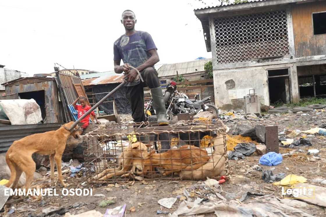 Meet Nigerian man who cures typhoid and malaria with dog meat water