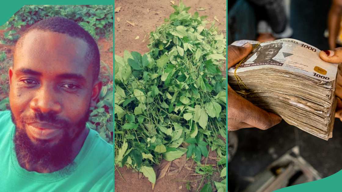 Man harvests pumpkin leaves from his farm.