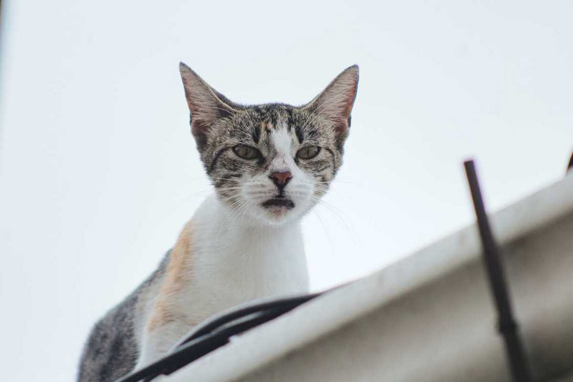 Quel nom pour mon chat ? Quel nom pour mon chat ?