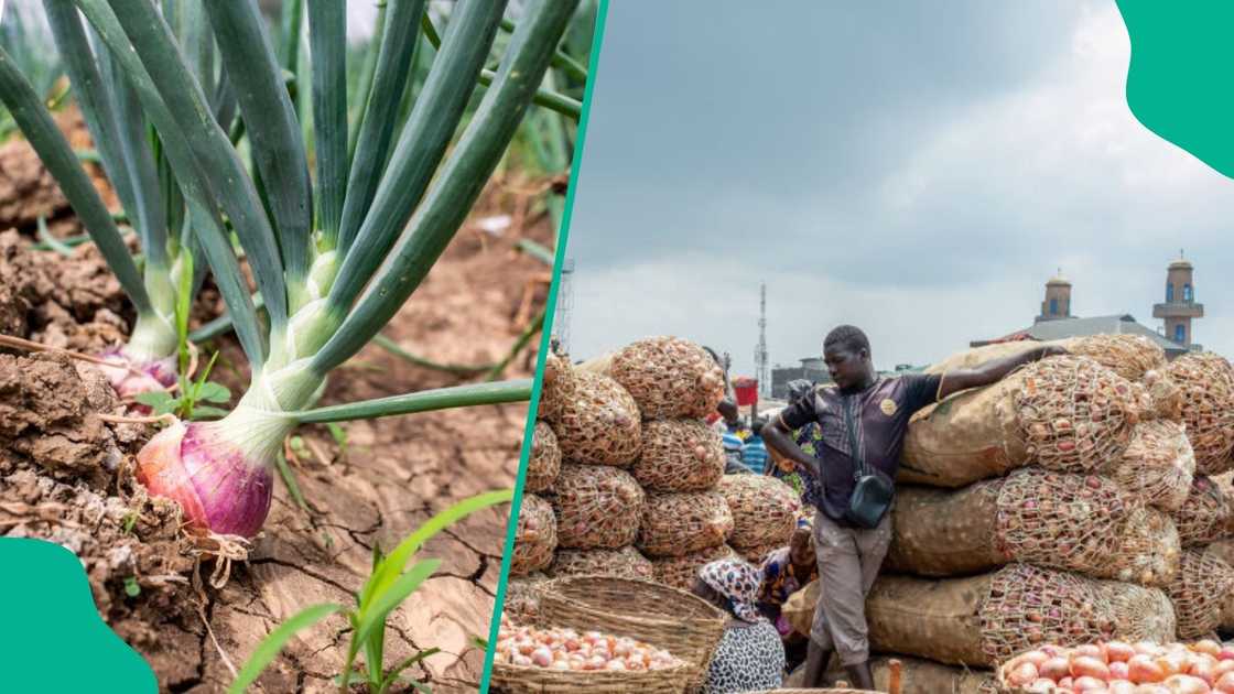 The federal government has launched the first phase of its Onion Intervention Programme in Sokoto State
The initiative, launched through NADF, targets farmers affected by flooding and climate-related challenges The federal government has launched the first phase of its Onion Intervention Programme in Sokoto State
The initiative, launched through NADF, targets farmers affected by flooding and climate-related challenges