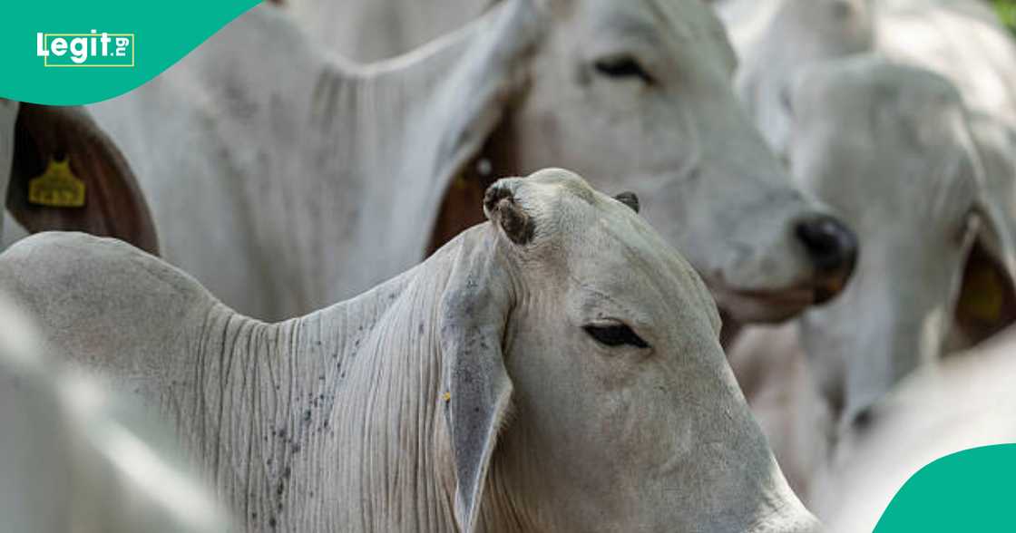 An sace shanun Fulani a jihar Kaduna