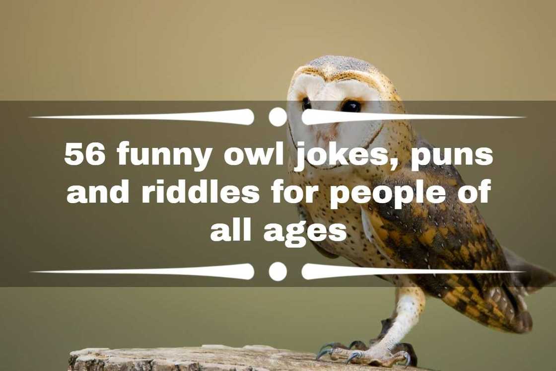 owl puns