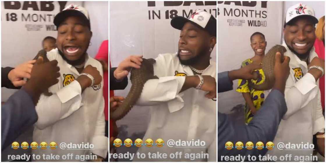 Davido with pangolin Davido with pangolin