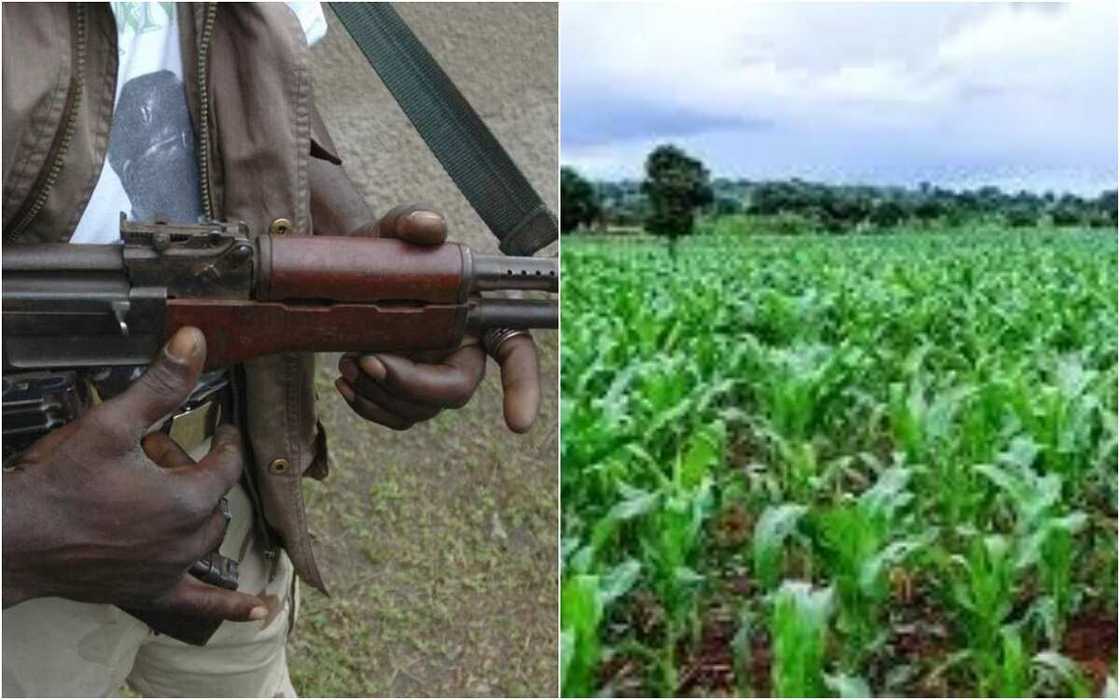 Zamfara: 'Yan bindiga sun yi garkuwa da manoma 40 Zamfara: 'Yan bindiga sun yi garkuwa da manoma 40