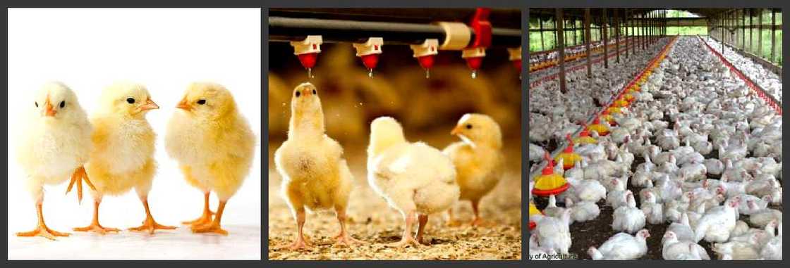 9 Easy Steps to Get Engaged in the Poultry Farming