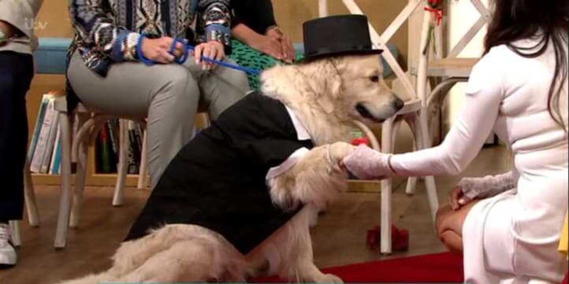Lady gets married to dog on live TV show Lady gets married to dog on live TV show