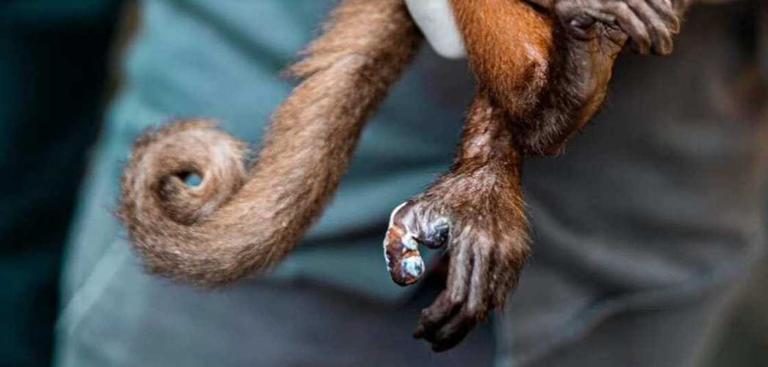 Monkey tail beard becomes the popular facial hair trend for 2021