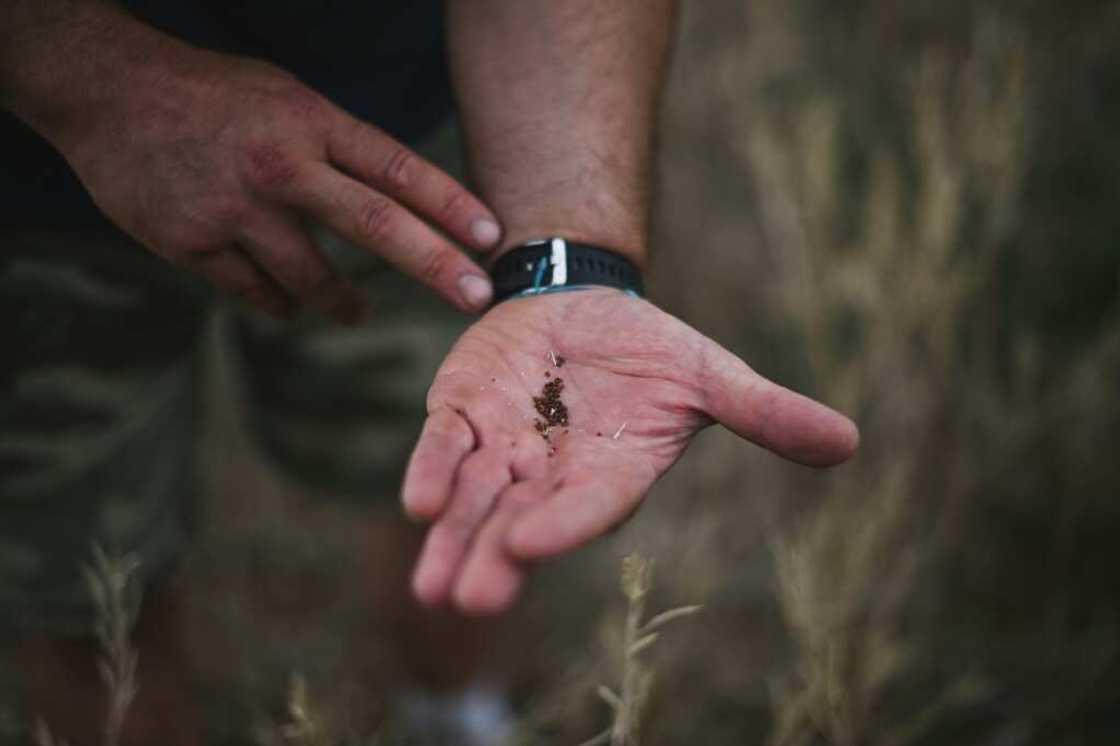 The Dijon region has been famous for its mustard seeds since the Middle Ages, but production has been decimated by pests The Dijon region has been famous for its mustard seeds since the Middle Ages, but production has been decimated by pests