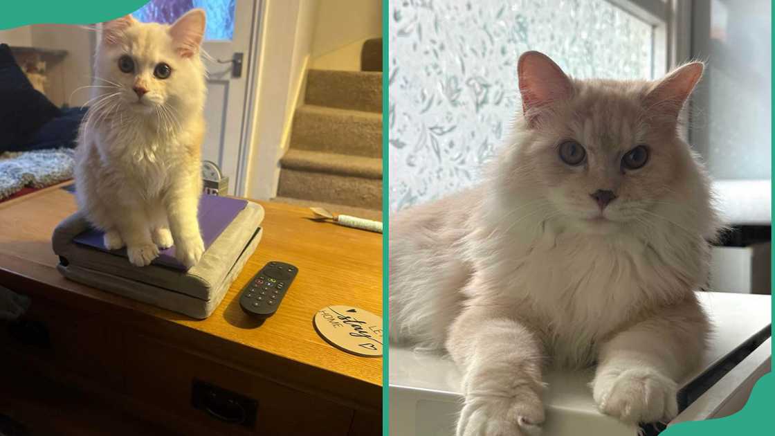 Kurilian bobtail cat sitting on a table( (L). Kurilian bobtail lying ona table (R)