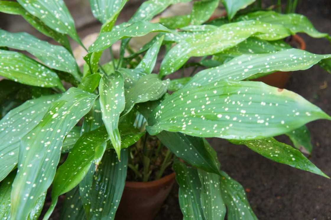 houseplants that don't need sunlight houseplants that don't need sunlight