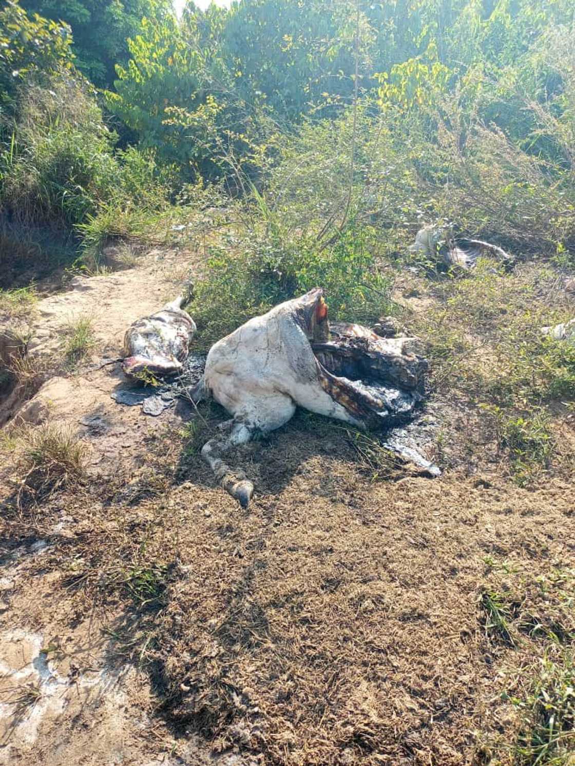 Wata saniya da aka kashe a Benue Wata saniya da aka kashe a Benue