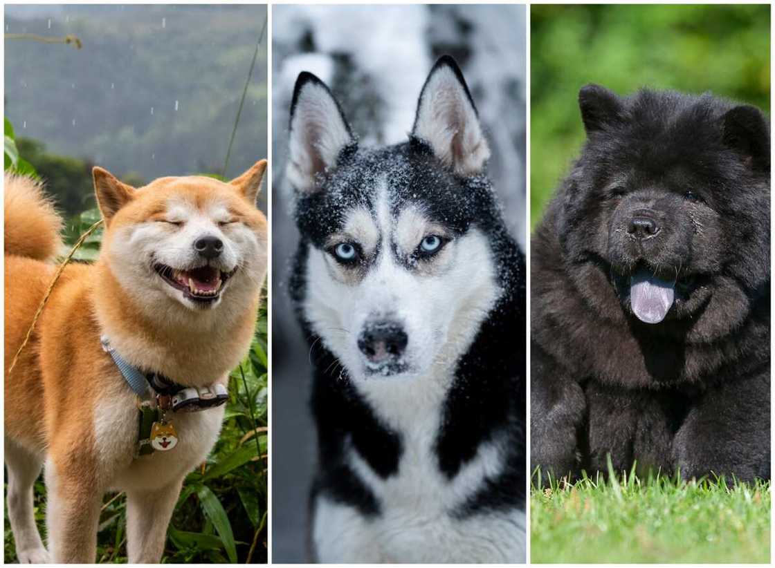 Chiens d'Asie Chiens d'Asie