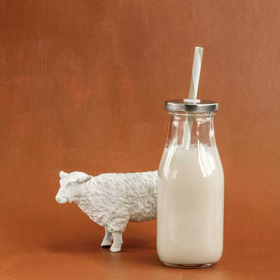 What type of milk is best for skin care goat or cow milk? What type of milk is best for skin care goat or cow milk?