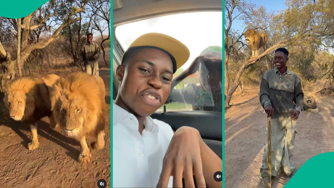 Video of Peller taking a walk with lions trends.