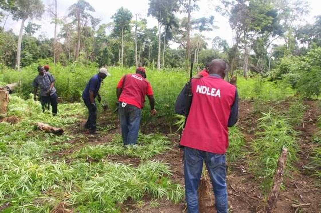 NDLEA operatives storm Lagos Island