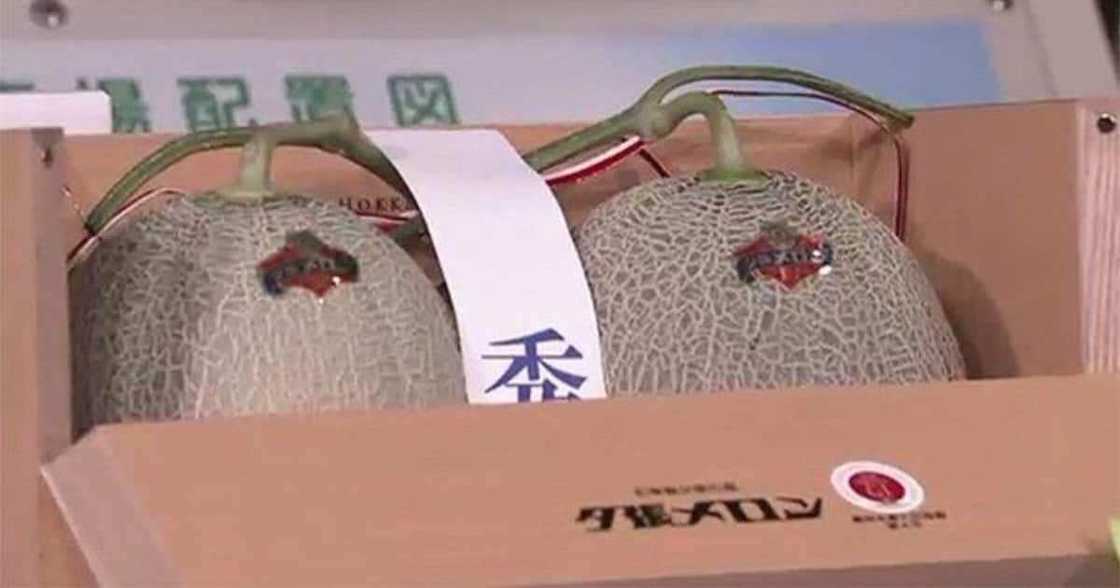 Pair of Yubari Melons Sold at KSh 2.7 Million at Auction in Japan Pair of Yubari Melons Sold at KSh 2.7 Million at Auction in Japan