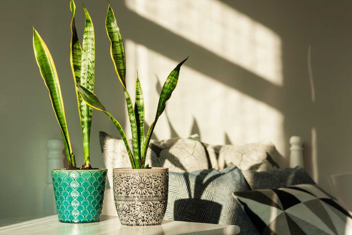 Snake plant in bedroom. Snake plant in bedroom.