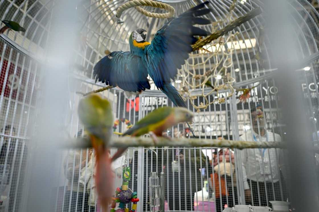 Animal rights groups have raised concerns about China's thriving exotic pet trade