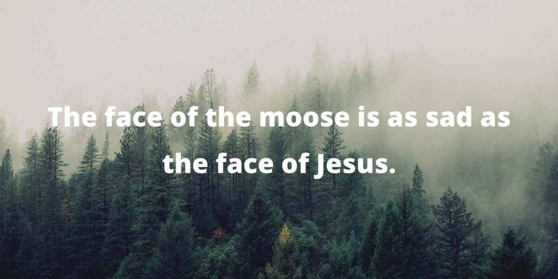 Mary Oliver nature quotes Mary Oliver nature quotes