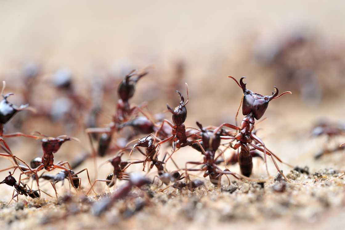 Soldier army ants