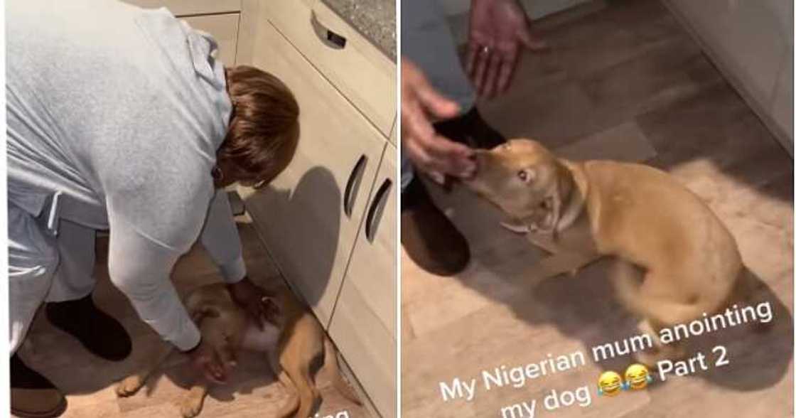Annoints dog, prays for dog, Nigerian mother, African mother Annoints dog, prays for dog, Nigerian mother, African mother