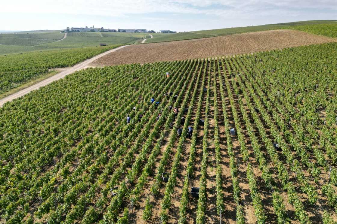 The harvest this year is expected to begin between August 20 and August 25 The harvest this year is expected to begin between August 20 and August 25