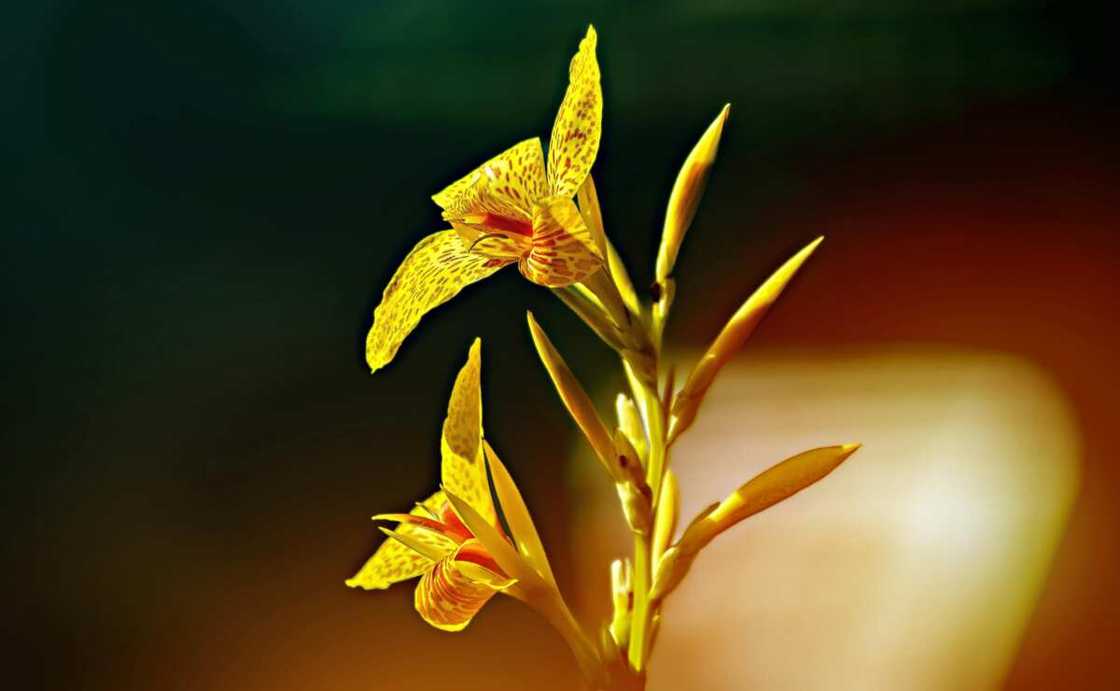 A close up on yellow canna lily flowers A close up on yellow canna lily flowers