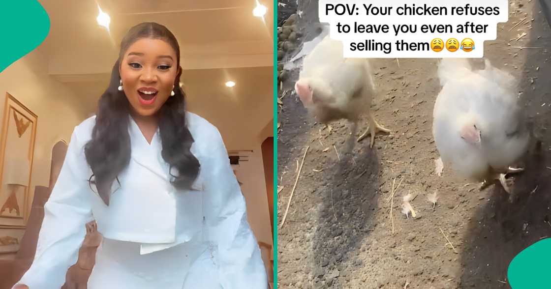 Drama as chickens refuse to follow new owner after previous owner sold them