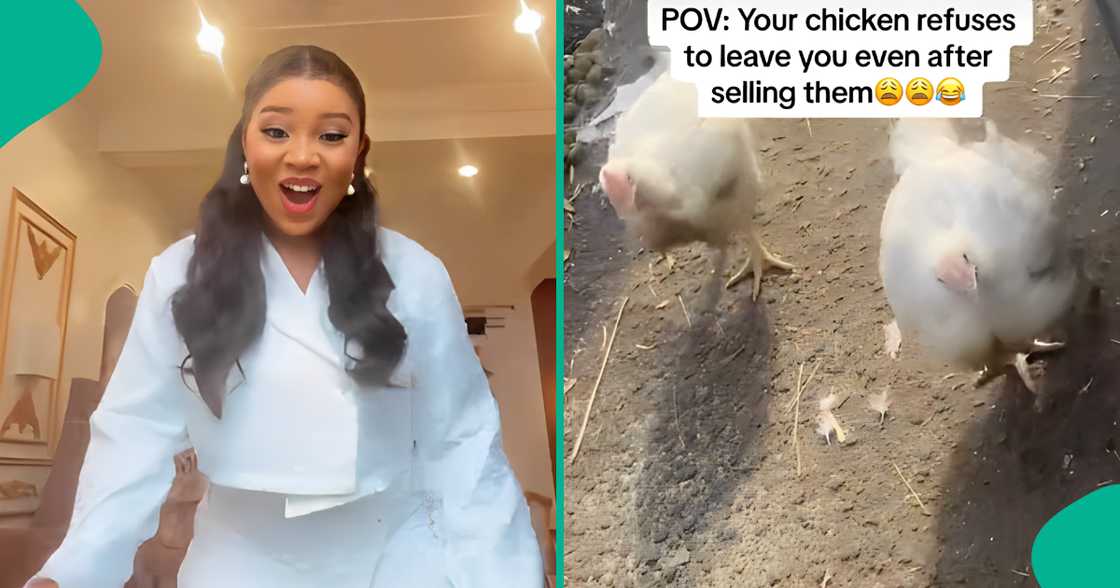 Drama as chickens refuse to follow new owner after previous owner sold them Drama as chickens refuse to follow new owner after previous owner sold them