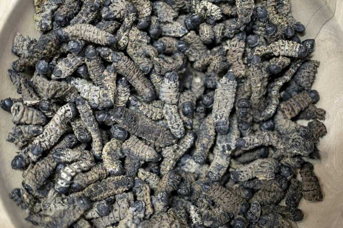 For many people, particularly from western European backgrounds, the idea of eating insects is riddled with fear and inhibition For many people, particularly from western European backgrounds, the idea of eating insects is riddled with fear and inhibition