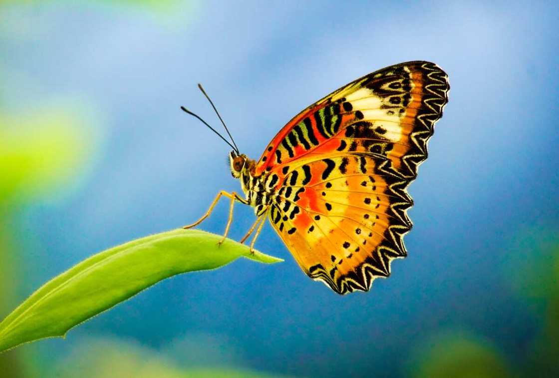 Beautiful and colourful butterfly on leaf Beautiful and colourful butterfly on leaf