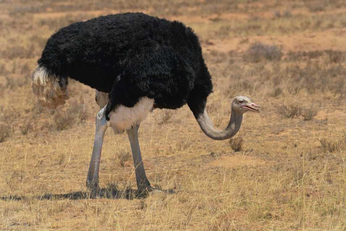 dumbest animal dumbest animal
