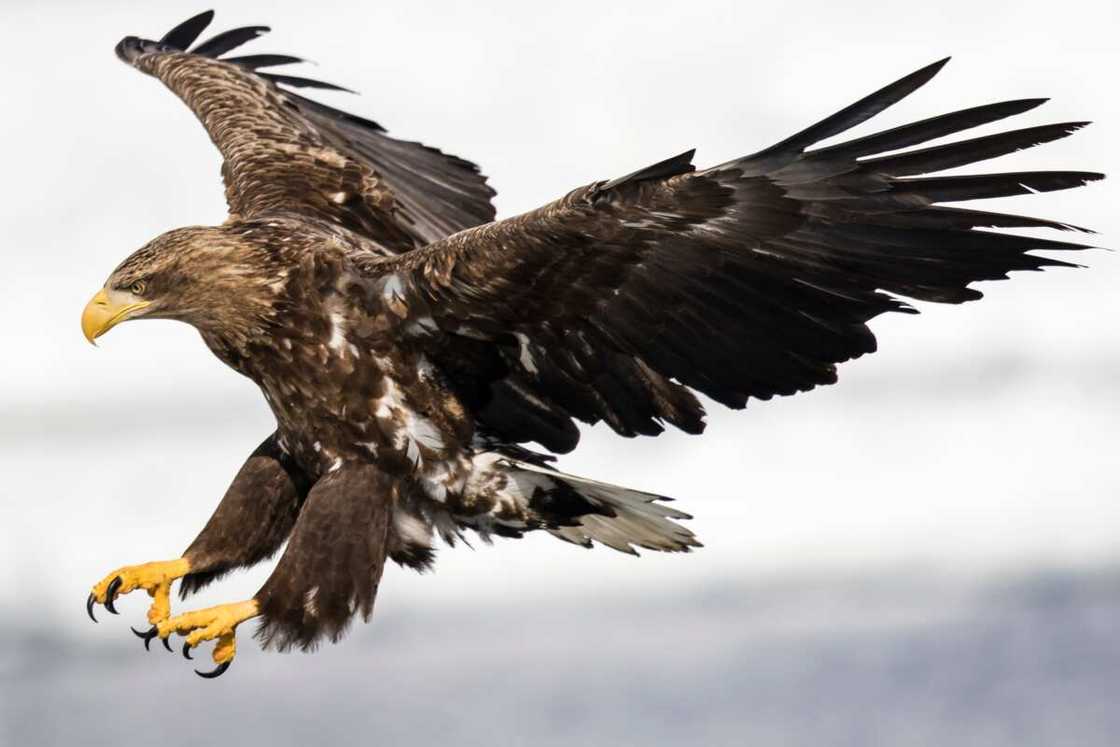 A White-Tailed eagle flying A White-Tailed eagle flying