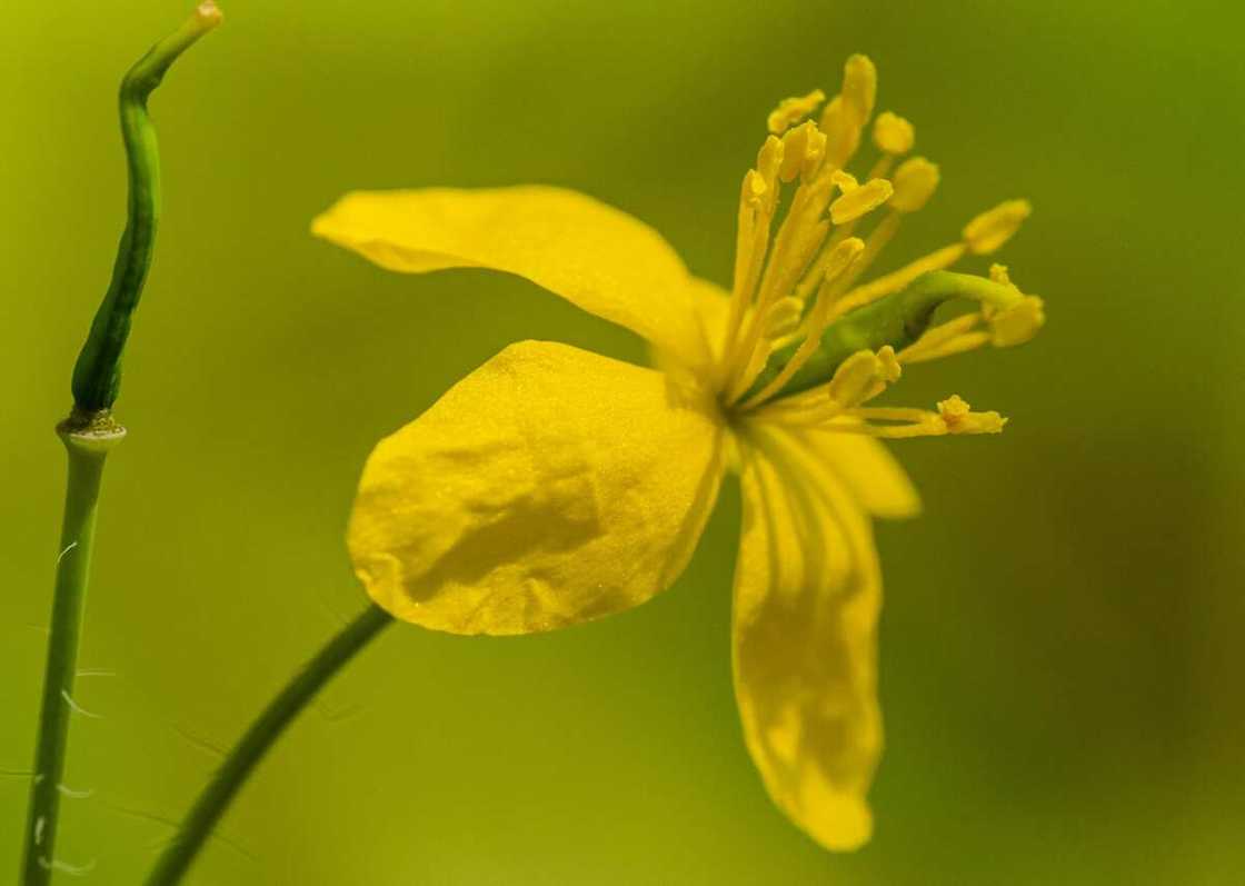 A yellow celandine flower in bloom A yellow celandine flower in bloom