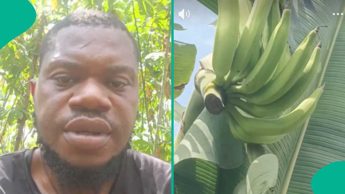 Nigerian man shows how his plantain was stolen.