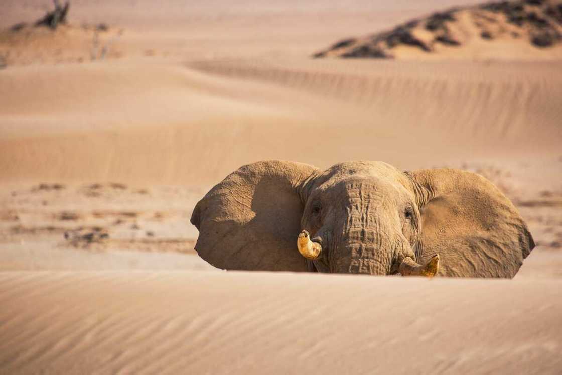 animaux du désert - éléphant