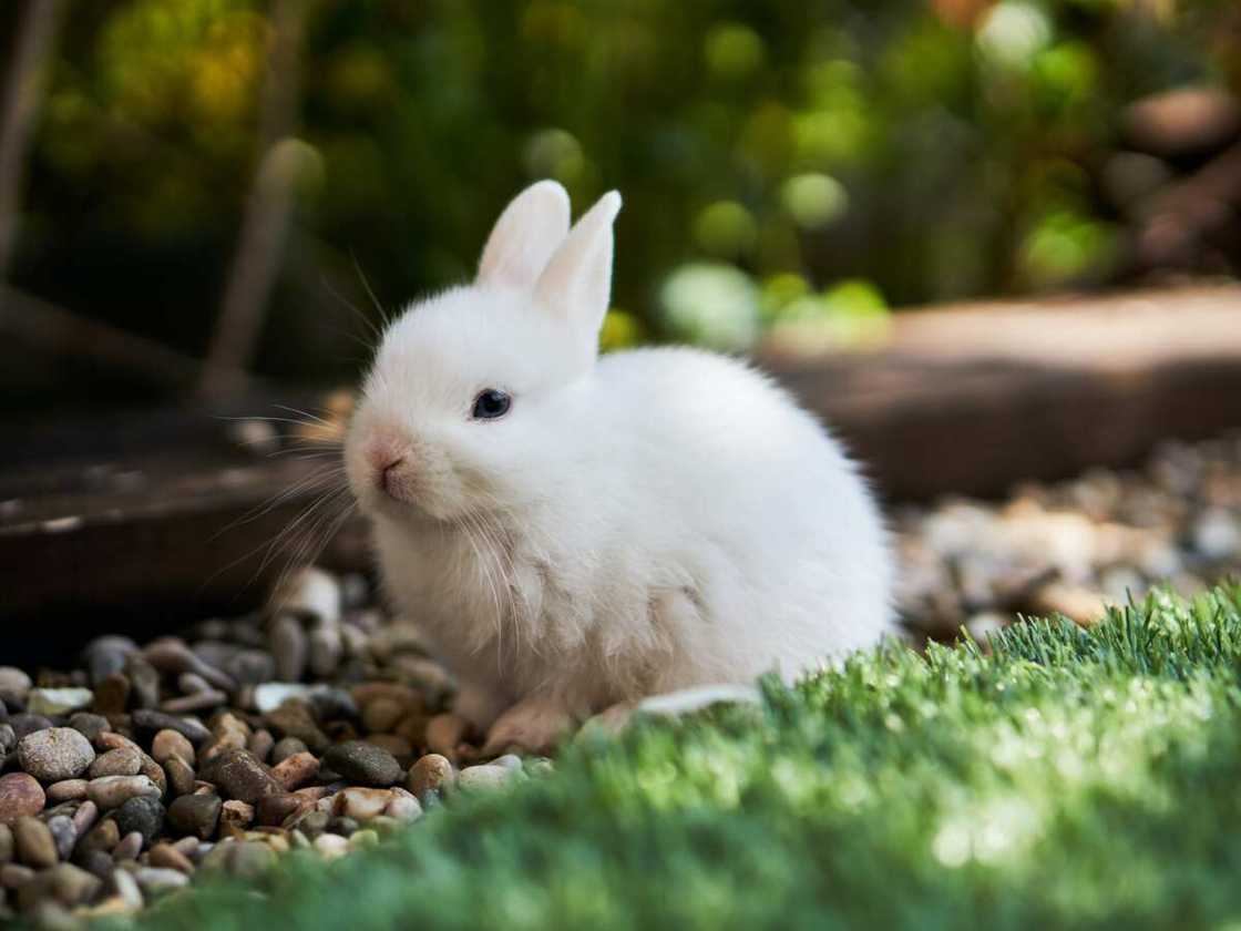 Funny bunny names