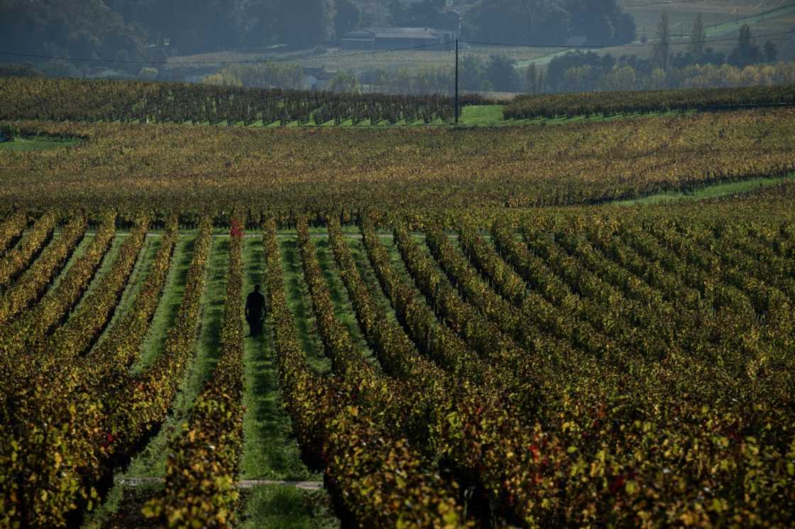 France expects the worst wine harvest in years