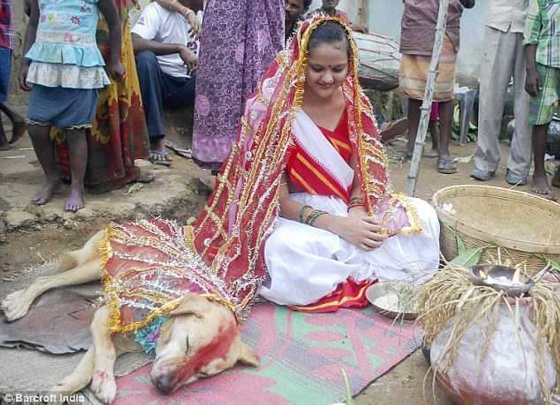 Hotuna: Wata tsaleliyar budurwa ta auri kare a kasar Indiya Hotuna: Wata tsaleliyar budurwa ta auri kare a kasar Indiya