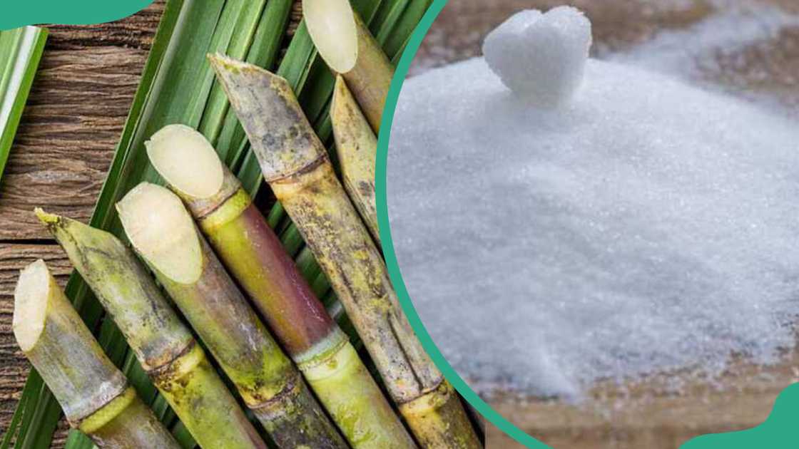 Sugarcane and processed sugar Sugarcane and processed sugar