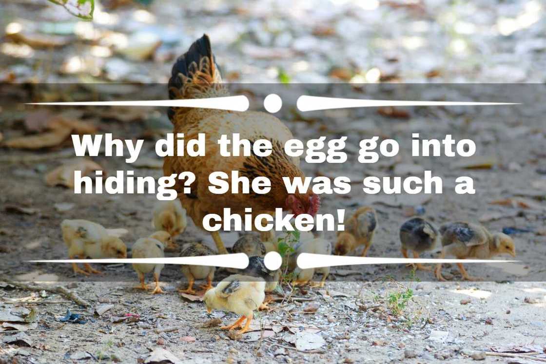 chicken jokes for kids chicken jokes for kids