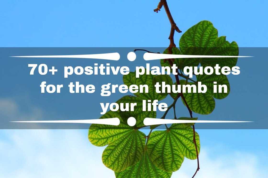 plant quotes