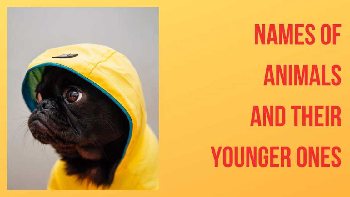 Animal names Animal names