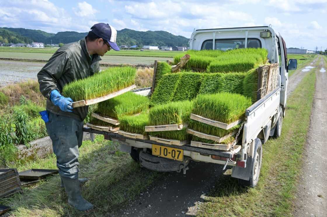 A supply chain snarl-up has caused a shortage of rice in shops A supply chain snarl-up has caused a shortage of rice in shops