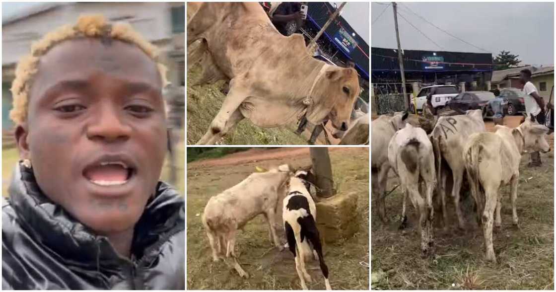 Portable shows off his 5 cows, 2 rams for sallah.