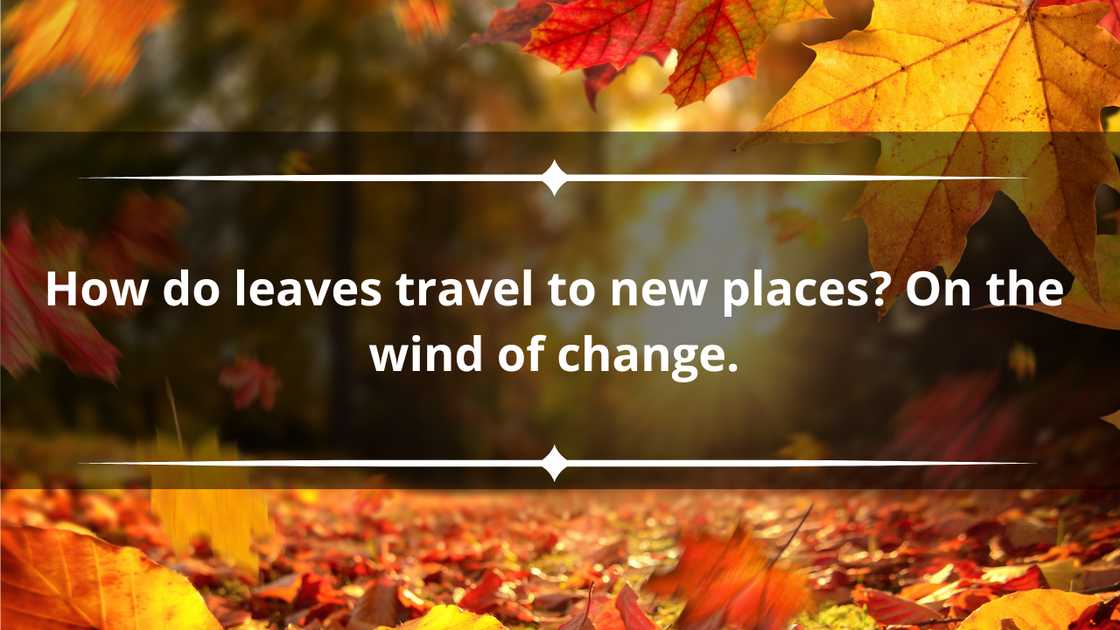 Best fall puns Best fall puns